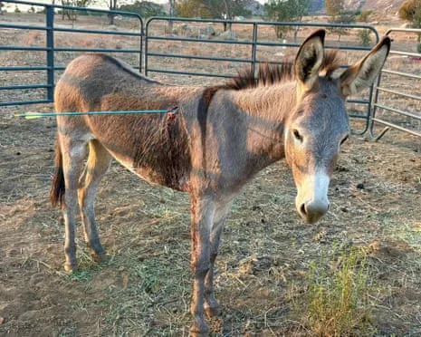 Donkey Recovering After Latest Projectile Strike on Feral Donkeys in the Golden State