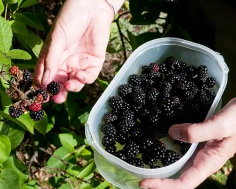 Wanted: Tasty Bakes to Make Use Of a Glut of House-Made Jam
