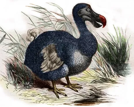 Researchers Assert They Have Achieved a ‘Key Milestone’ in Resurrecting the Dodo for the Initial Instance in Multiple Generations